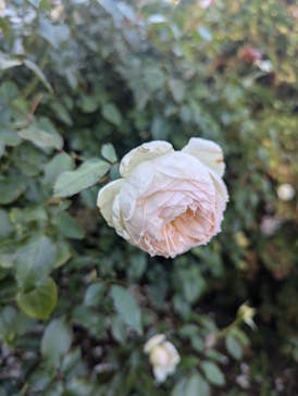 京成バラ園に投稿された画像（2024/11/3）