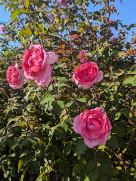 京成バラ園に投稿された画像（2024/11/3）