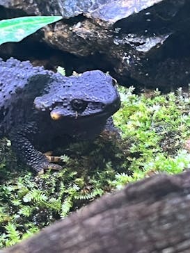 恩賜上野動物園に投稿された画像（2024/11/3）