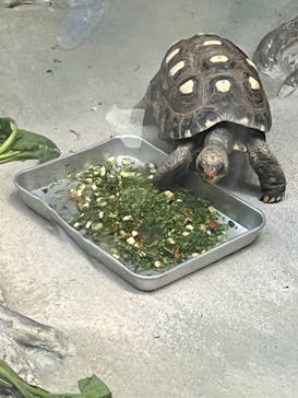 恩賜上野動物園に投稿された画像（2024/11/3）