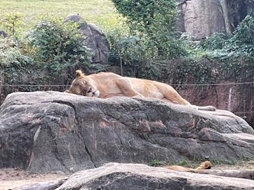 天王寺動物園に投稿された画像（2024/11/3）