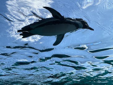 天王寺動物園に投稿された画像（2024/11/3）