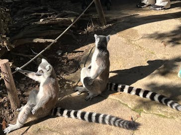 神戸どうぶつ王国に投稿された画像（2024/11/3）