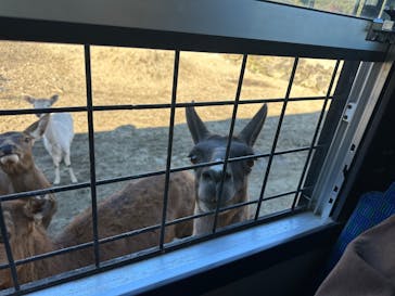 那須サファリパークに投稿された画像（2024/11/3）