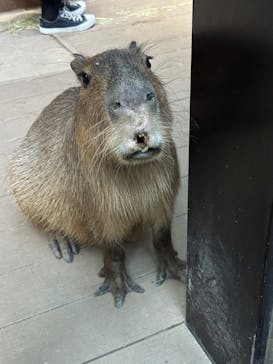 カワスイ 川崎⽔族館に投稿された画像（2024/11/3）