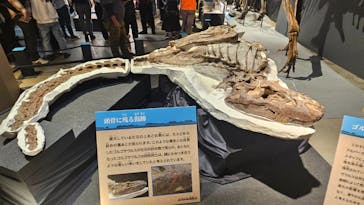 福井県立恐竜博物館に投稿された画像（2024/11/3）