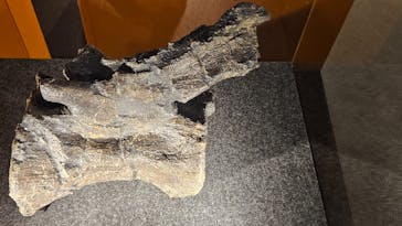 福井県立恐竜博物館に投稿された画像（2024/11/3）