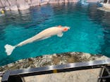 名古屋港水族館に投稿された画像（2024/11/3）