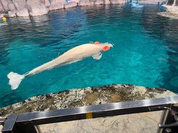 名古屋港水族館に投稿された画像（2024/11/3）