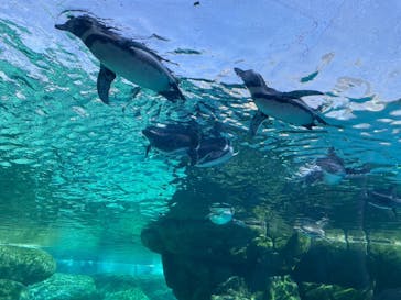 天王寺動物園に投稿された画像（2024/11/3）