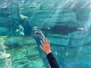 天王寺動物園に投稿された画像（2024/11/3）