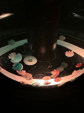 マクセル アクアパーク品川に投稿された画像（2024/11/3）