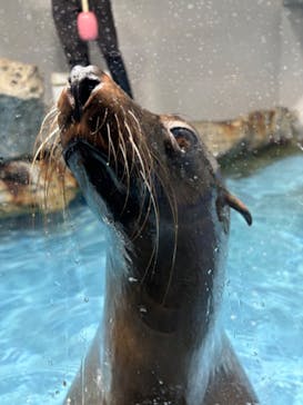 マクセル アクアパーク品川に投稿された画像（2024/11/3）