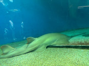 マクセル アクアパーク品川に投稿された画像（2024/11/3）