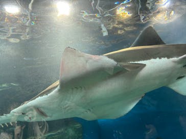 マクセル アクアパーク品川に投稿された画像（2024/11/3）