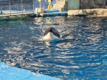 名古屋港水族館に投稿された画像（2024/11/3）