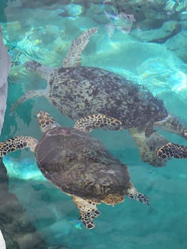 名古屋港水族館に投稿された画像（2024/11/3）