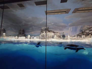 名古屋港水族館に投稿された画像（2024/11/3）