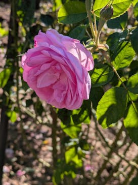 ぎふワールド・ローズガーデンに投稿された画像（2024/11/3）