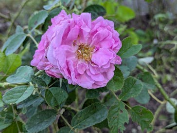 ぎふワールド・ローズガーデンに投稿された画像（2024/11/3）