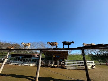 成田ゆめ牧場に投稿された画像（2024/11/3）