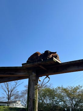 成田ゆめ牧場に投稿された画像（2024/11/3）