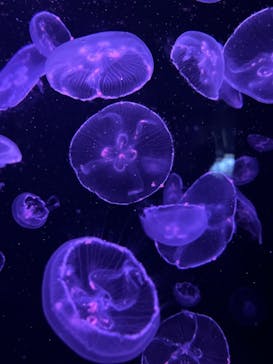 下田海中水族館に投稿された画像（2024/11/3）