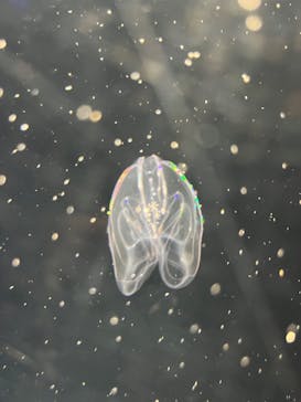 下田海中水族館に投稿された画像（2024/11/3）