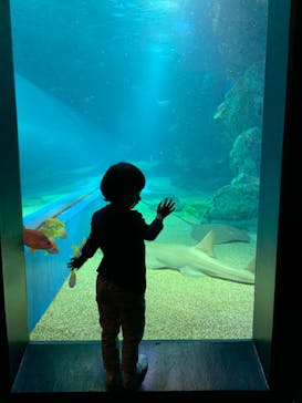 マクセル アクアパーク品川に投稿された画像（2024/11/3）