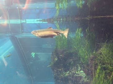 環境水族館アクアマリンふくしまに投稿された画像（2024/11/3）