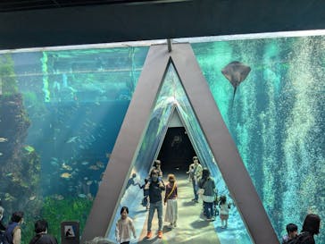 環境水族館アクアマリンふくしまに投稿された画像（2024/11/3）
