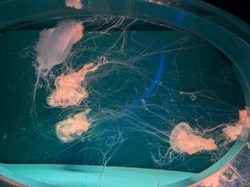 アクアワールド茨城県大洗水族館に投稿された画像（2024/11/3）