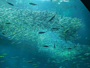アクアワールド茨城県大洗水族館に投稿された画像（2024/11/3）