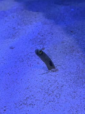 竹島水族館に投稿された画像（2024/11/3）