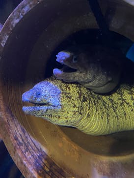 竹島水族館に投稿された画像（2024/11/3）