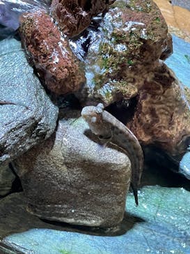 竹島水族館に投稿された画像（2024/11/3）