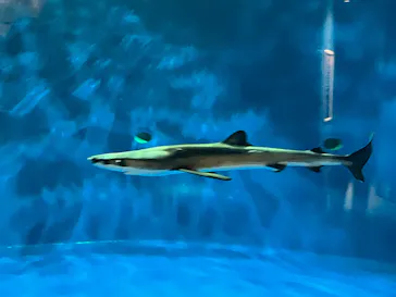仙台うみの杜水族館に投稿された画像（2024/11/3）