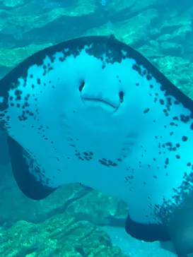 仙台うみの杜水族館に投稿された画像（2024/11/3）