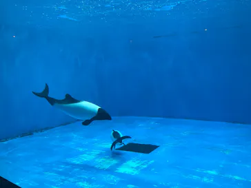 仙台うみの杜水族館に投稿された画像（2024/11/3）
