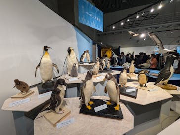特別展「鳥 ～ゲノム解析が解き明かす新しい鳥類の系統～」国立科学博物館に投稿された画像（2024/11/3）