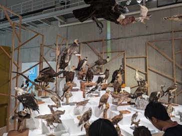 特別展「鳥 ～ゲノム解析が解き明かす新しい鳥類の系統～」国立科学博物館に投稿された画像（2024/11/3）