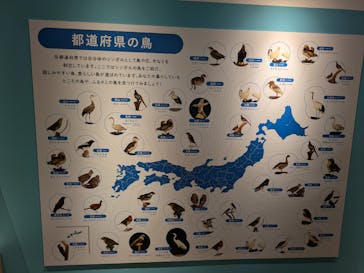特別展「鳥 ～ゲノム解析が解き明かす新しい鳥類の系統～」国立科学博物館に投稿された画像（2024/11/3）