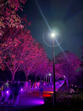 国営昭和記念公園 秋の夜散歩に投稿された画像（2024/11/3）