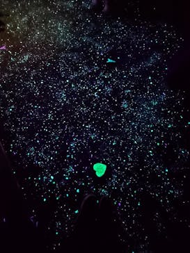 東京タワーに投稿された画像（2024/11/3）