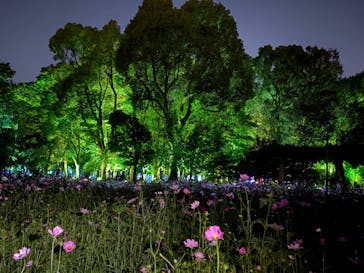 チームラボ ボタニカルガーデン 大阪に投稿された画像（2024/11/3）