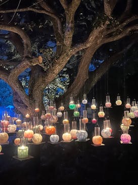 江の島シーキャンドルに投稿された画像（2024/11/3）