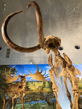 福井県立恐竜博物館に投稿された画像（2024/11/3）