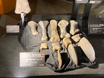 福井県立恐竜博物館に投稿された画像（2024/11/3）
