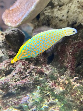 京都水族館に投稿された画像（2024/11/3）