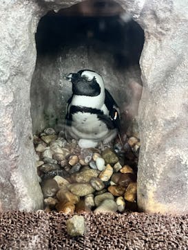 京都水族館に投稿された画像（2024/11/3）